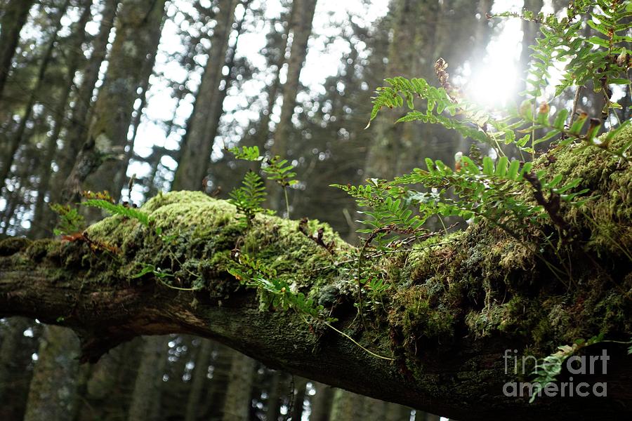 Epiphytic Ferns And Mosses Photograph By Cordelia Molloyscience Photo