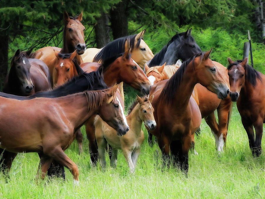 Equestrian Gathering Photograph by Athena Mckinzie