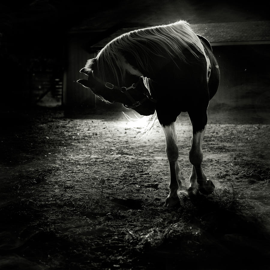 Equestrian Illumination Photograph by Brooke Pennington