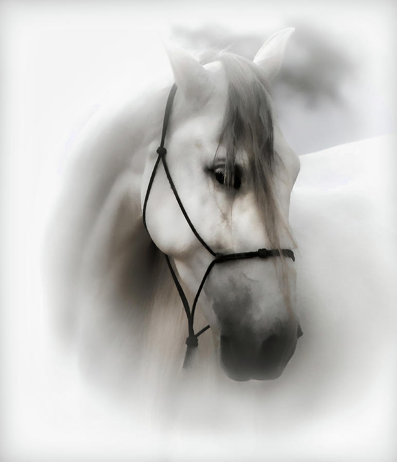 Equestrian Portrait BW Photograph by Athena Mckinzie