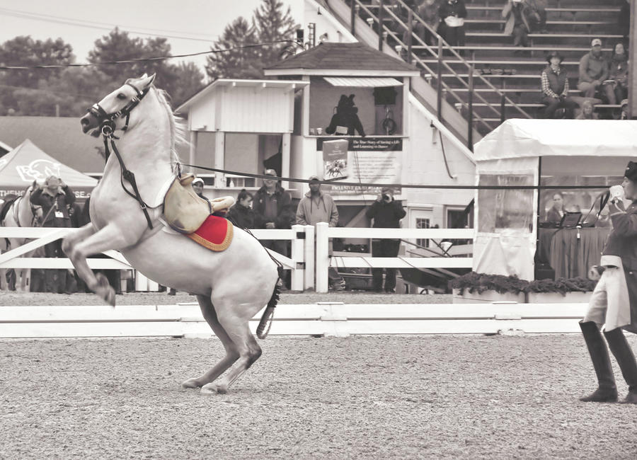 Horse Photograph - Equine Ballet by JAMART Photography