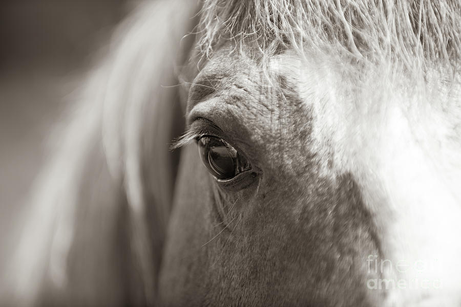 Equine Eye Photograph by Dale Powell
