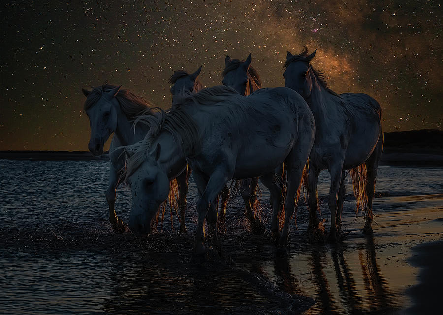 Equine Night Photograph by Wade Aiken