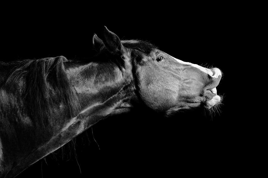 Equine Portrait Photograph by Jonathan Davison