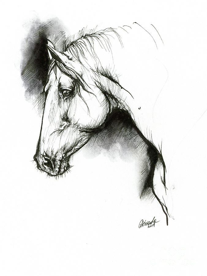 Equine sketch 2019 04 28 b by Angel Ciesniarska Equine sketch 2019 04 28 b by Angel Ciesniarska