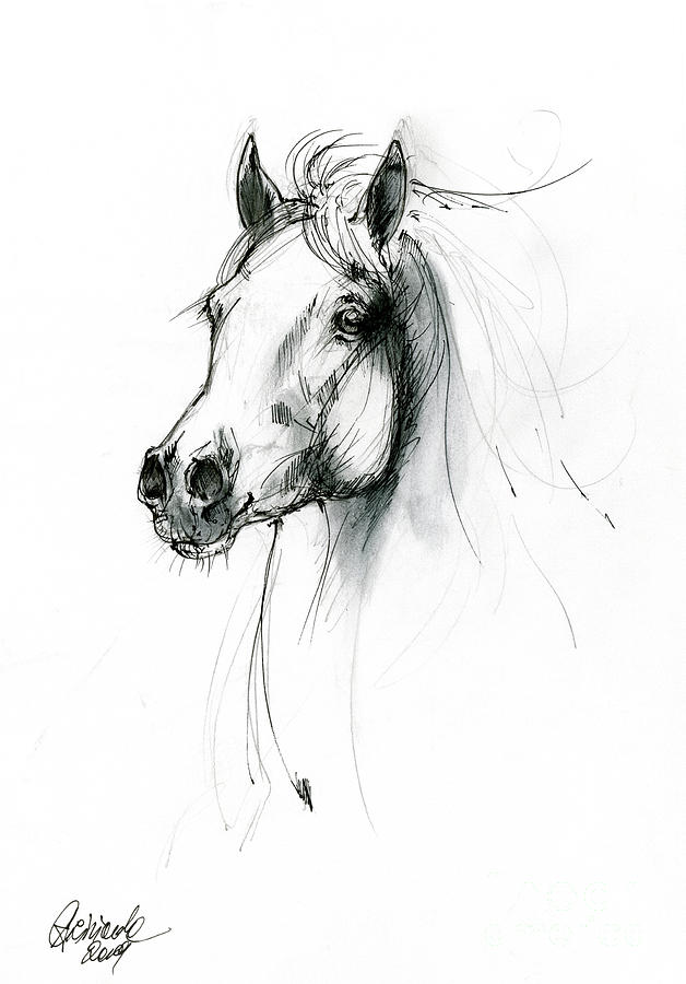 Equine sketch 2019 04 28 c by Angel Ciesniarska Equine sketch 2019 04 28 c by Angel Ciesniarska