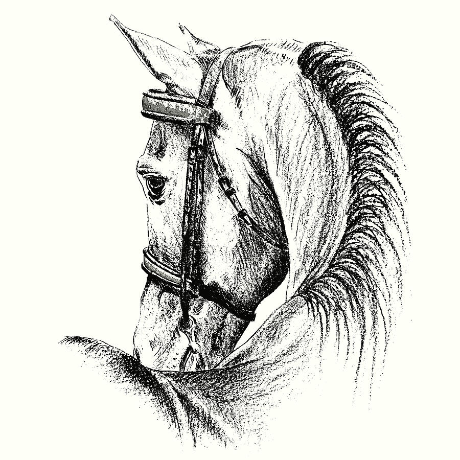 Equine Sketches Photograph by Dressage Design
