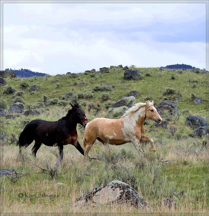 Equines on the Run Photograph by Kae Cheatham