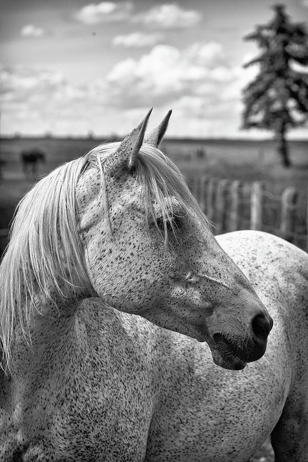 Equus Photograph by Photo By Alan Shapiro