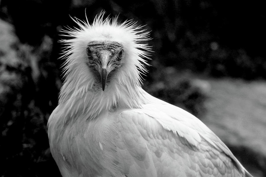 Eqyptian Vulture BW Photograph by Anthony Jones