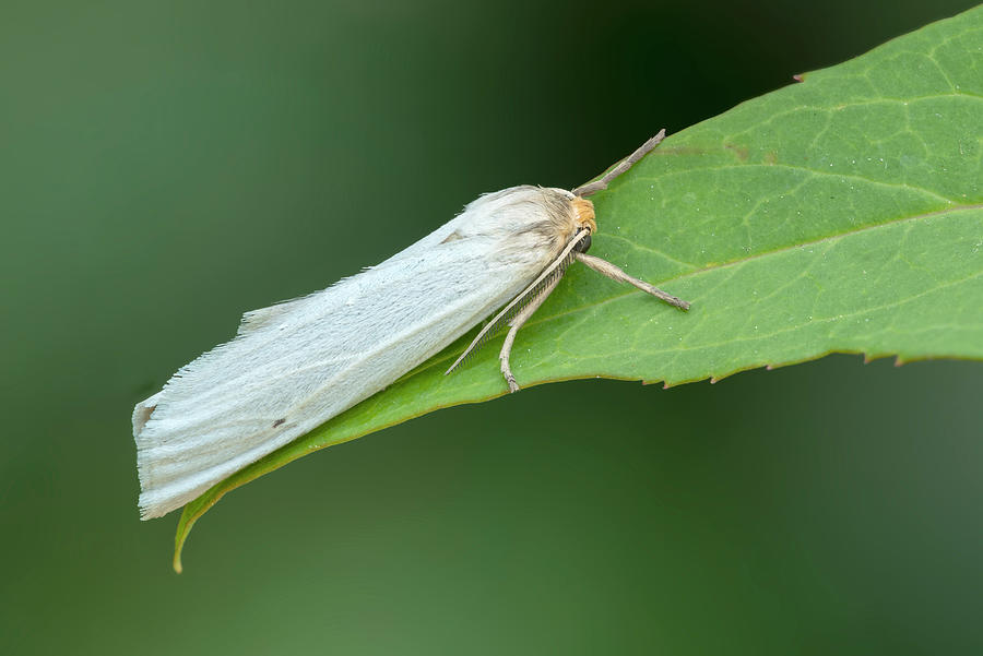 Erebid Moth Resting On Leaf, Souss-massa Photograph by Robert Thompson ...