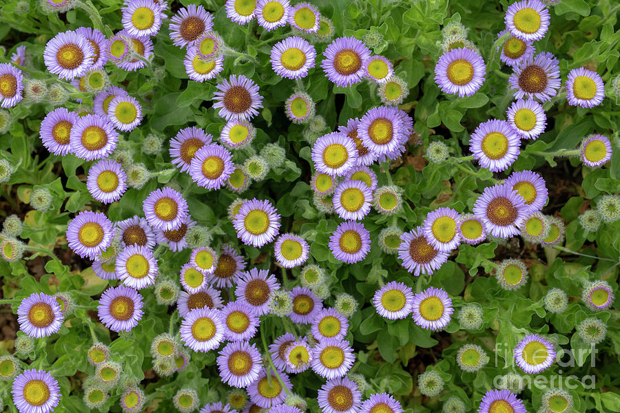 Erigeron Glaucus Roger Raiche from above pattern landscape Photograph by Tim Gainey
