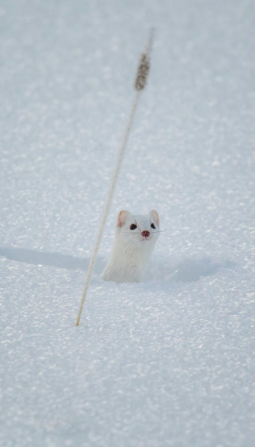 Ermine Peaking Out From The Snow Photograph by Martin Belan