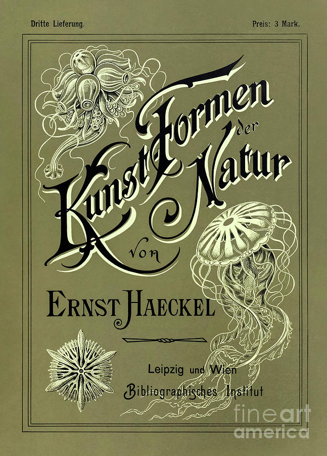 Ernst Haeckel Illustration Drawing by Ernst Haeckel