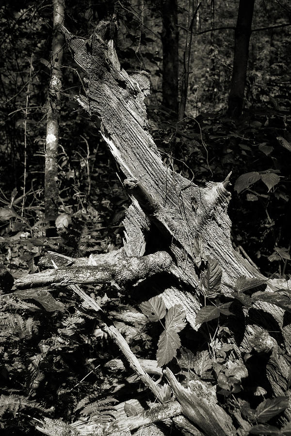 Eroded Stump Photograph by Scott Kingery