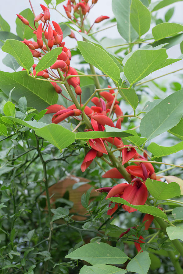 Erythrina Crista Galli coral Shrub In The Conservatory Photograph by Karlheinz Steinberger