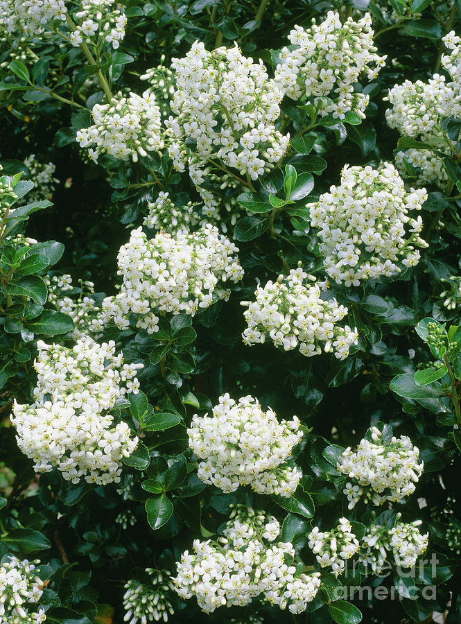 Escallonia 'iveyi' Photograph by Geoff Kidd/science Photo Library ...