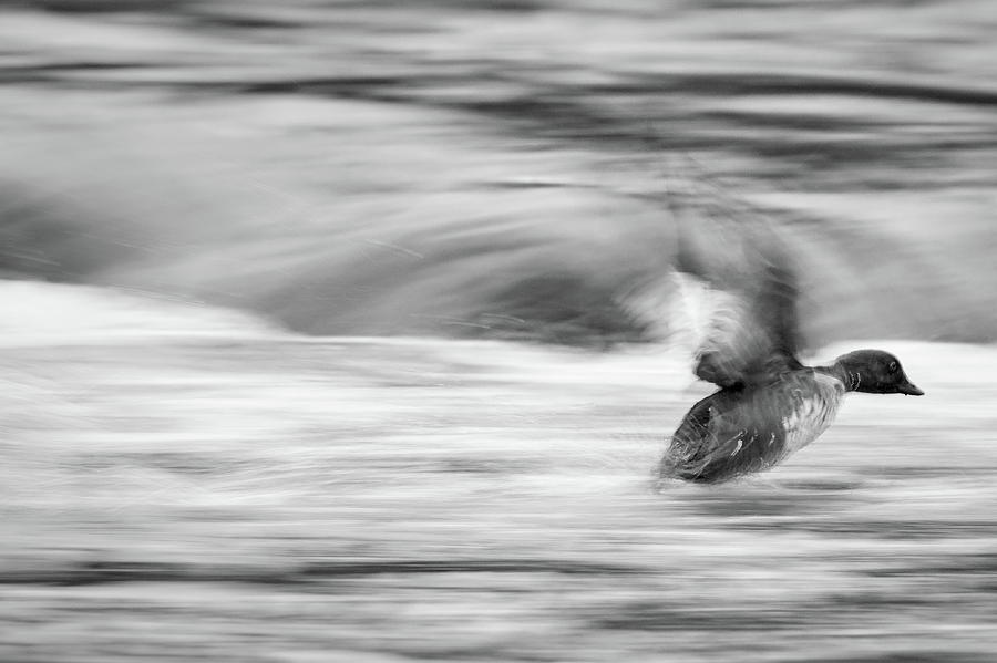 Escape in bw. Common goldeneye Photograph by Jouko Lehto