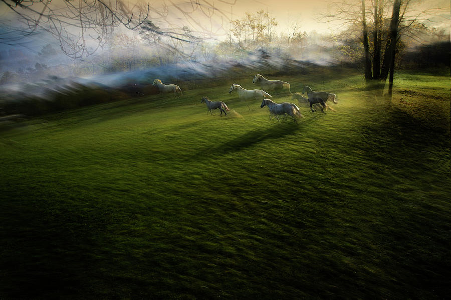 Horse Photograph - Escape by Milan Malovrh