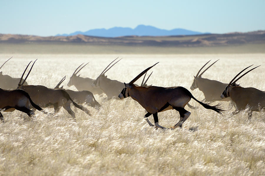 Escaping Oryx Herd Photograph by Wolfgang steiner