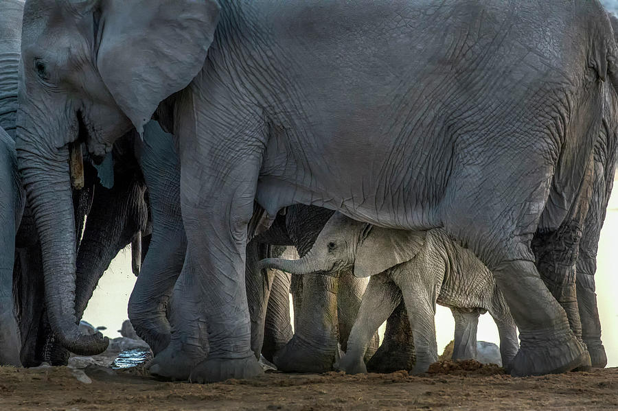 Elephant Photograph - Escort by Raymond Ren Rong