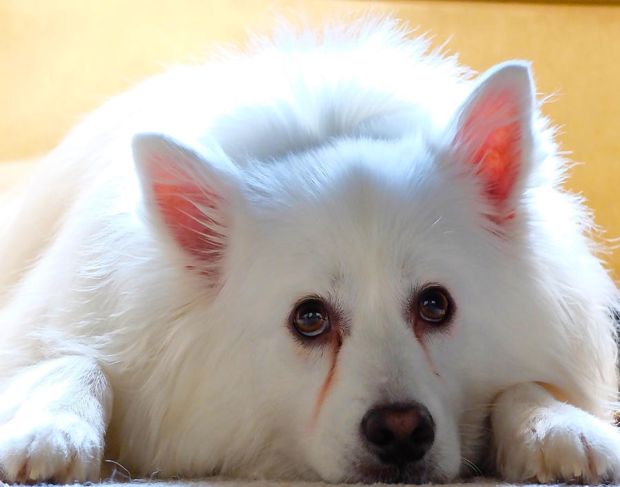 Eskimo Dogs Photograph by Dave Byrne - Fine Art America