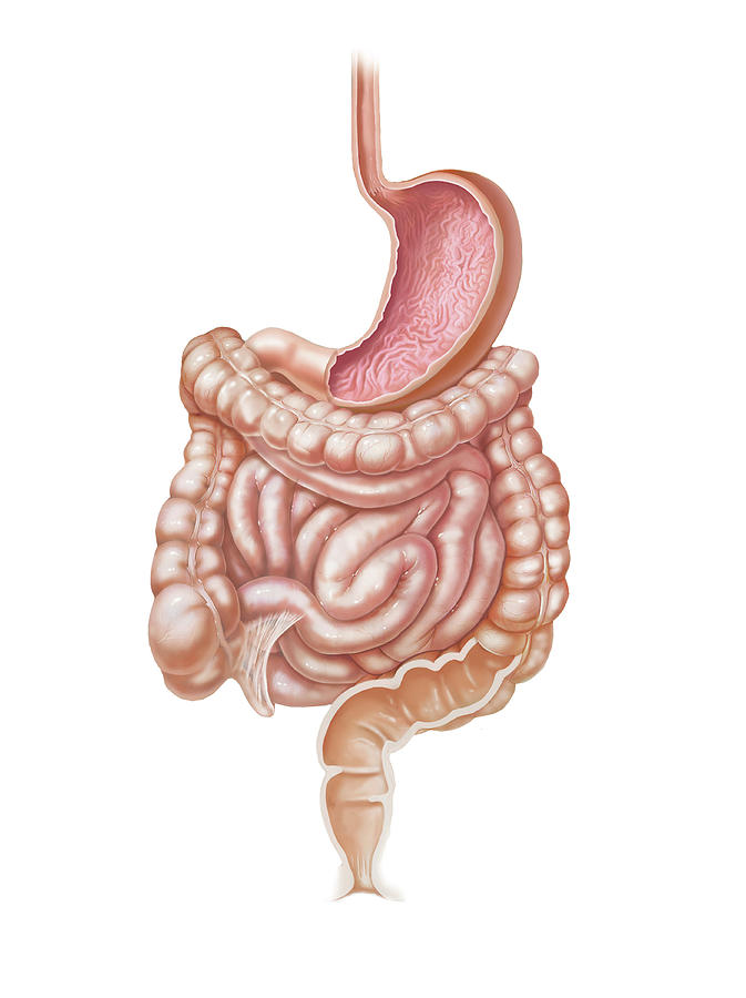 Esophagus, Stomach And Full Intestinal Photograph by Elise Walmsley Mac-Wha
