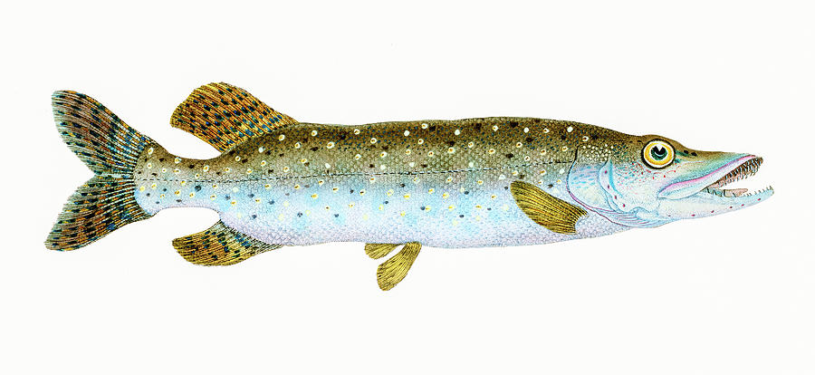 Esox Lucius Drawing by David Letts