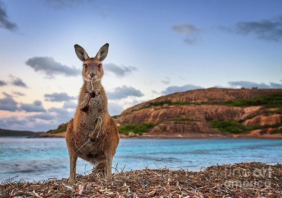 Esperance Kangaroo Photograph by Kesh West