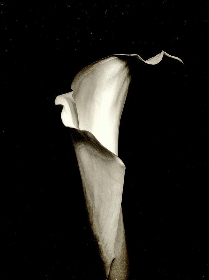 Lily Photograph - Essential Lily by Ed Konczal