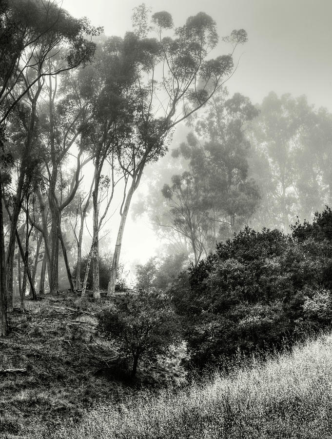 Black And White Photograph - Essential Oils Redux by Geoffrey Ansel Agrons