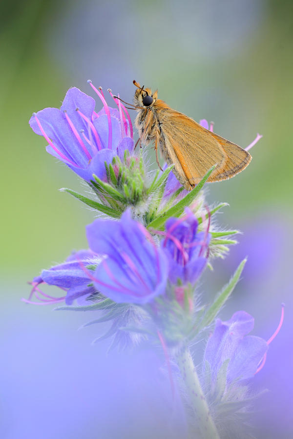 Essex Skipper, Thymelicus lineola, resting on colorful flowering Viper ...