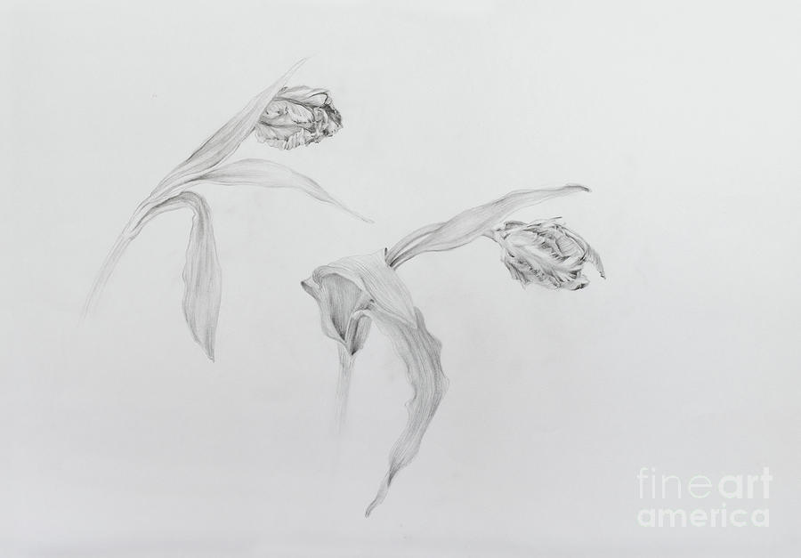 Flower Drawing - Estella rijnveld Two by Odile Kidd