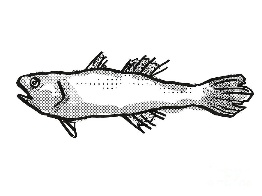 Estuary Cardinalfish Australian Fish Cartoon Retro Drawing Digital Art