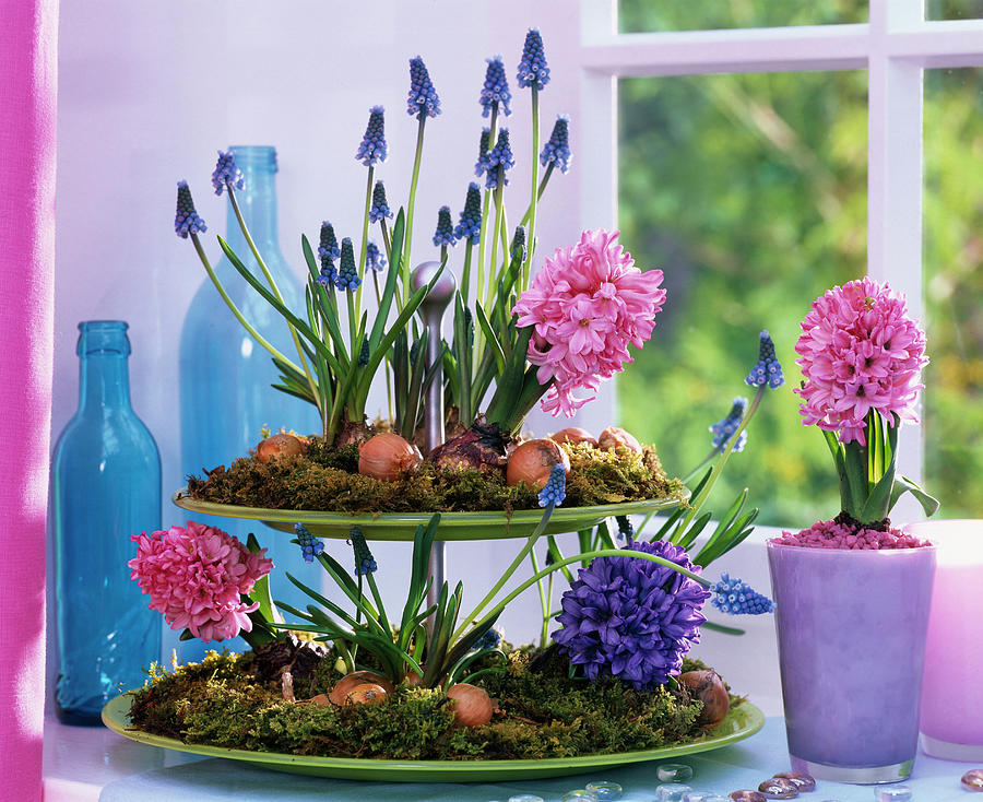 Etagere With Muscari And Hyacinthus Photograph by Friedrich Strauss