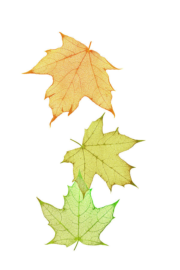 Etched Autumn Leaves On White Photograph by Leezsnow