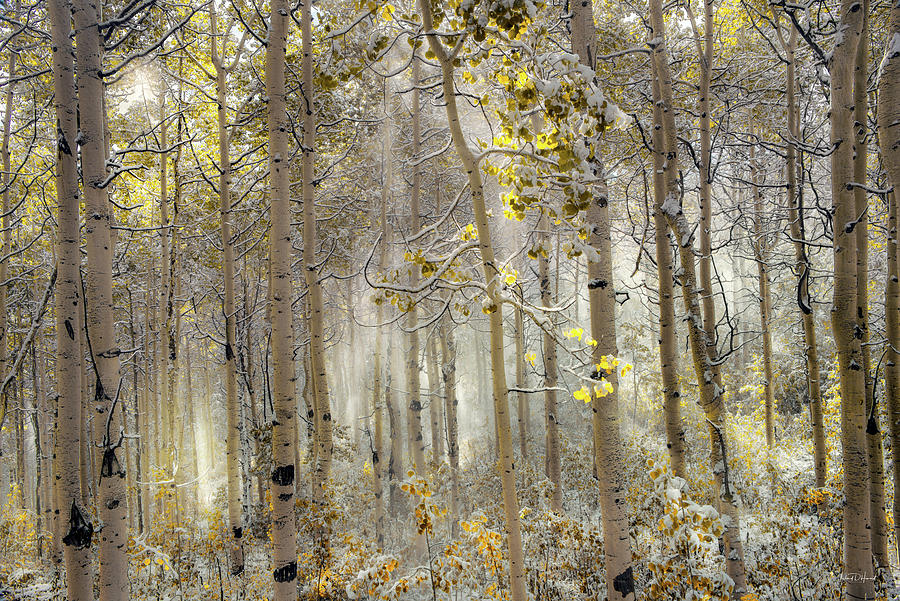 Ethereal Autumn Utah Photograph by Leland D Howard
