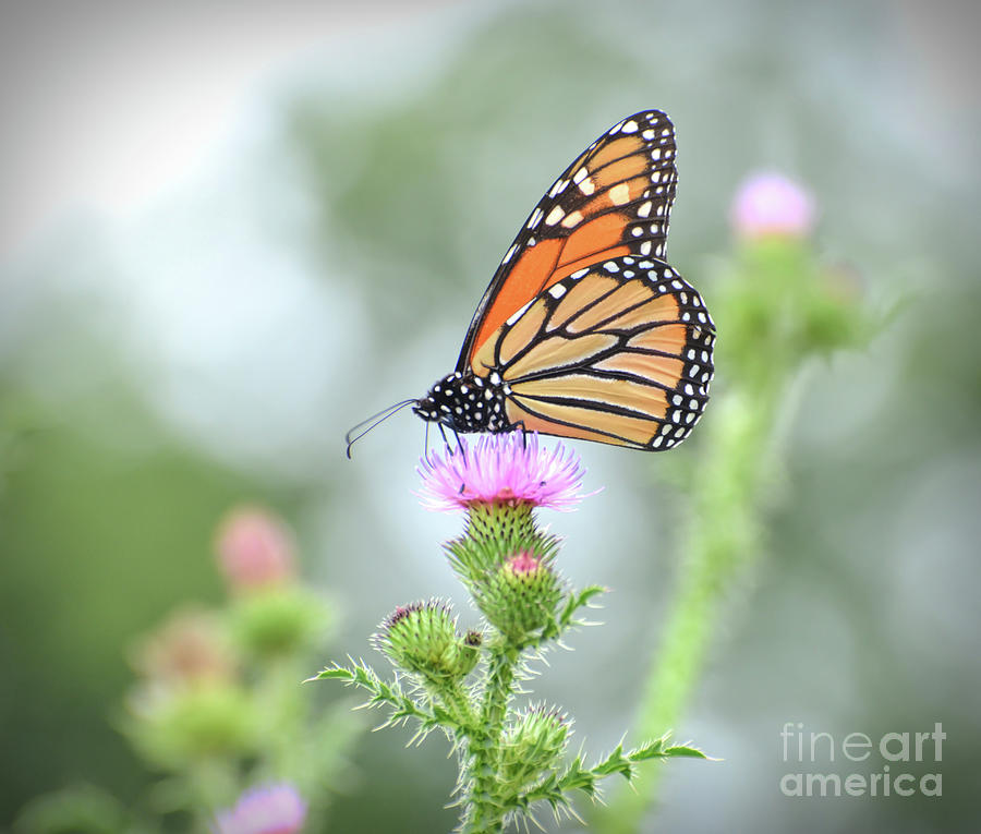 Butterfly Photograph - Ethereal Beauty - Monarch Butterfly by Kerri Farley