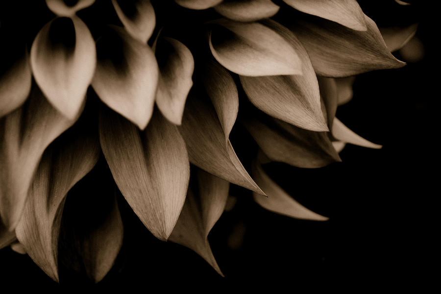 Sepia Photograph - Ethereal Floral by Bonnie Bruno