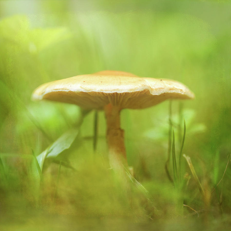 Ethereal Mushroom Photograph by Tracie Schiebel