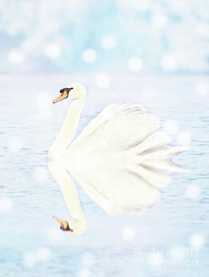 Ethereal Swan Photograph