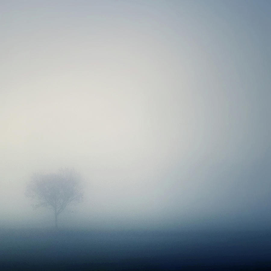 Ethereal Tree Photograph by Cate Davies