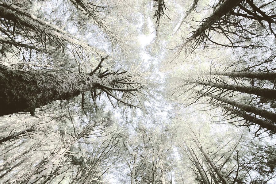Ethereal Treetops Photograph by Bonnie Bruno