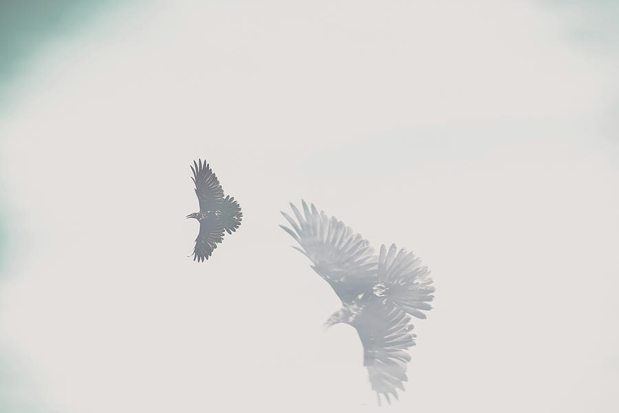 Ethereal View Of Birds In Flight Digital Art by Ethera