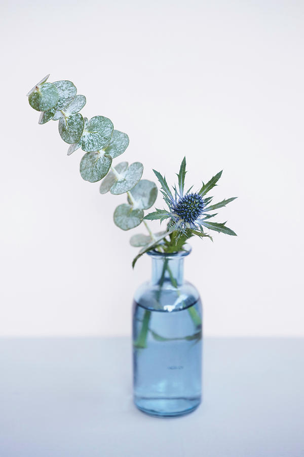 Eucalyptus And Sea Holly In Glass Bottle Photograph by Brigitte Sporrer