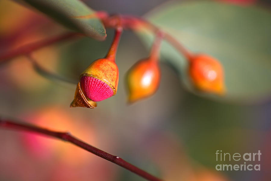 Flowers Still Life Photograph - Eucalyptus Buds and Flower  by Joy Watson