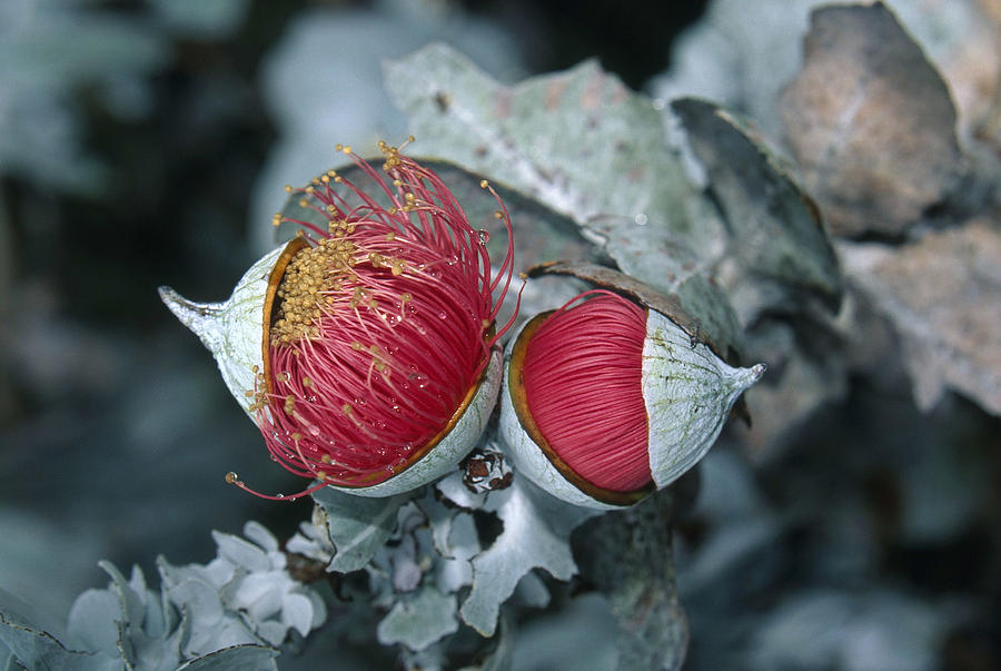 Eucalyptus Flower Photograph by David Hosking