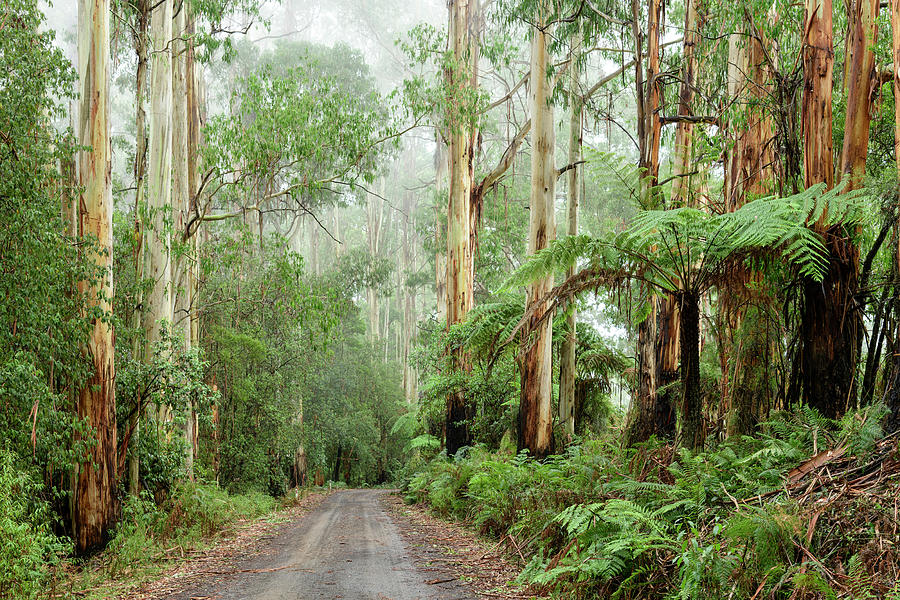 Great Otway National Park Digital Art - Eucalyptus Forest, Australia by Heeb Photos
