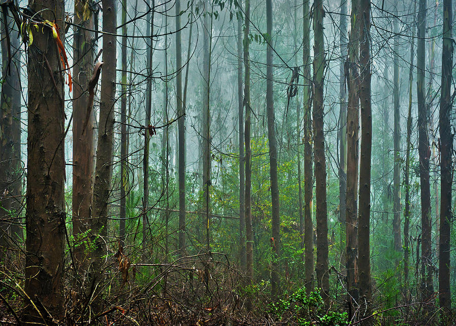 Eucalyptus Forest Photograph by Jaime Villaseca