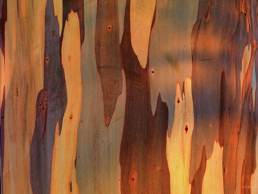 Eucalyptus Form 5 Photograph by Leland D Howard